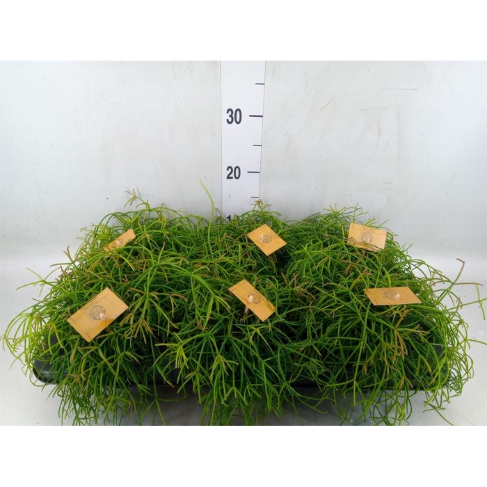<h4>Rhipsalis   ...</h4>