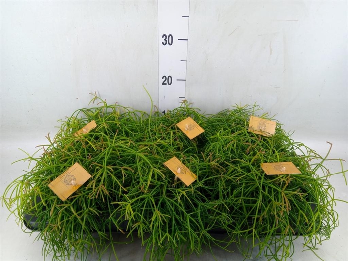Rhipsalis   ...