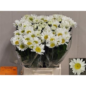 Leuc Vulg Rheinblick