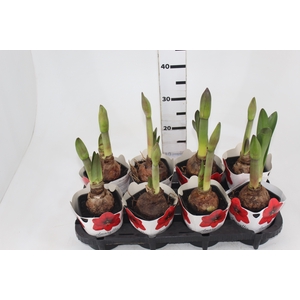 AMARYLLIS P14
