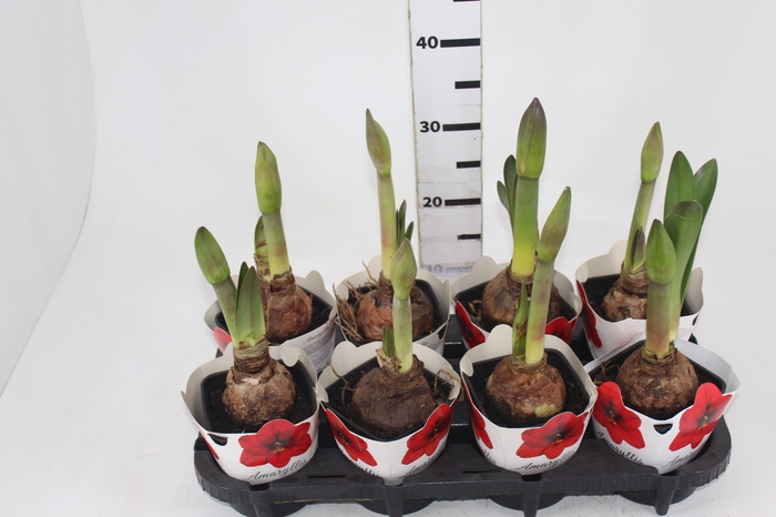 <h4>AMARYLLIS P14</h4>