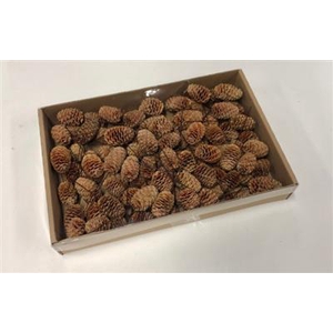 K.SABULOSUM OP DRAAD KERST