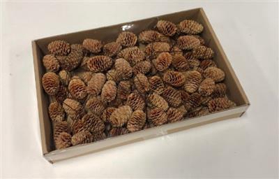 <h4>K.SABULOSUM OP DRAAD KERST</h4>