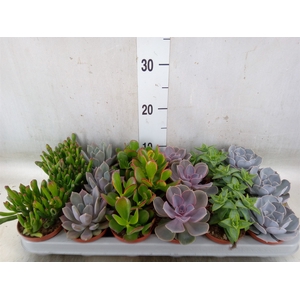 Succulents   ...