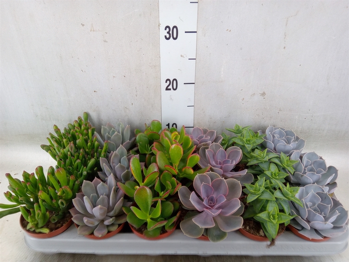 <h4>Succulents   ...</h4>