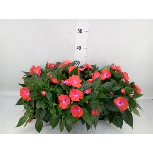Impatiens NG   ...mix