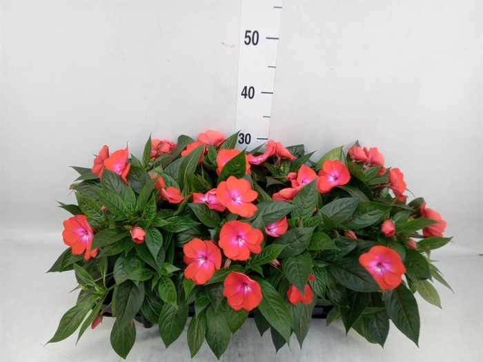 <h4>Impatiens NG   ...mix</h4>