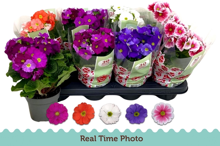 <h4>PRIM OB TM GEM</h4>