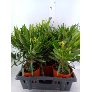 Nerium oleander   ...