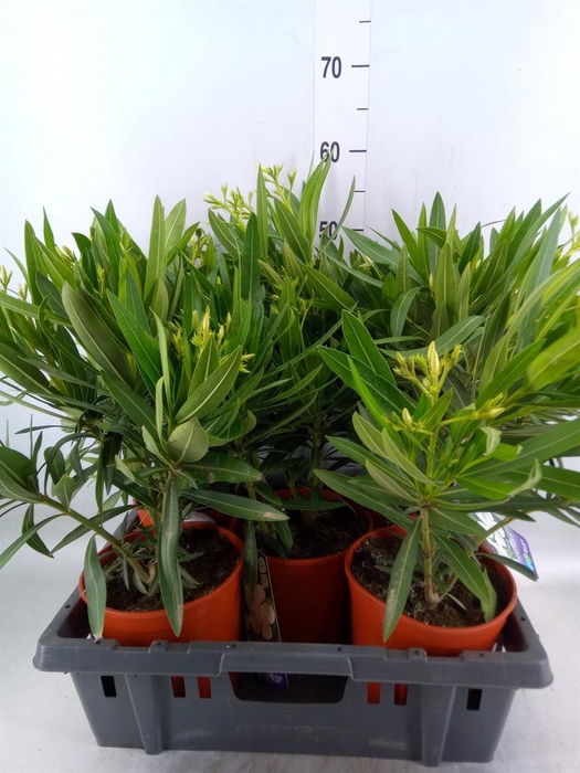 <h4>Nerium oleander   ...</h4>