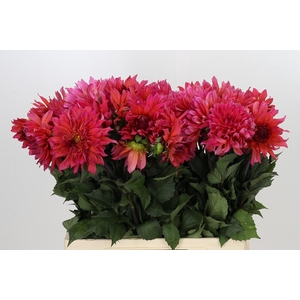 Dahlia Pink Punk