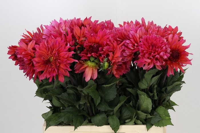 <h4>Dahlia Pink Punk</h4>