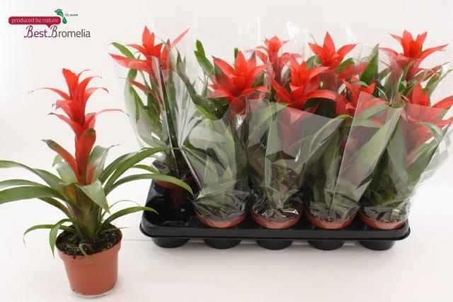 <h4>GUZM ALLURA</h4>