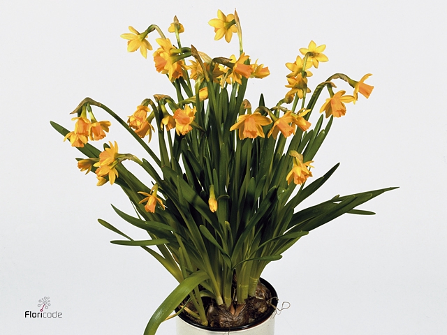 <h4>NARCIS TETE A TETE</h4>