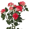 ROSA SPRAY FIREWORKS 040 CM BICOLOR