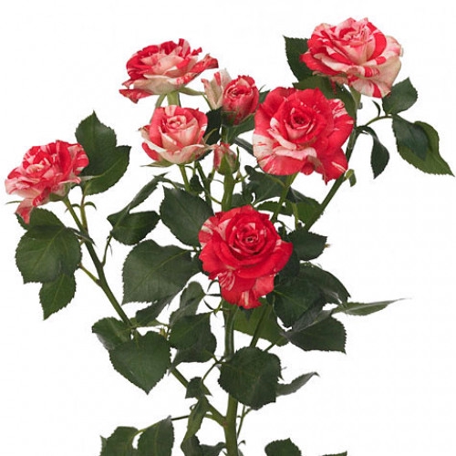 <h4>ROSA SPRAY FIREWORKS 040 CM BICOLOR</h4>