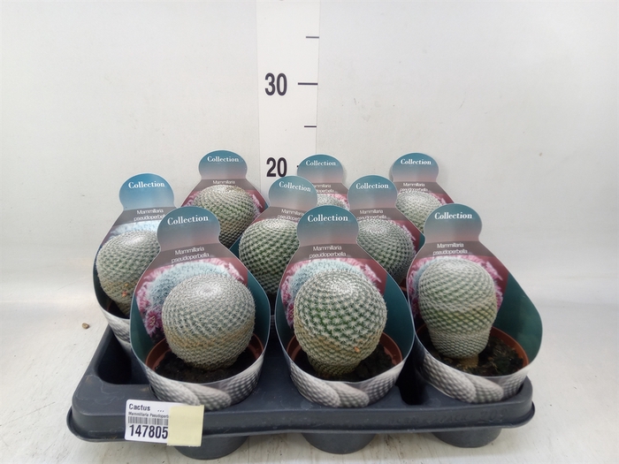 <h4>Cactus   ...</h4>