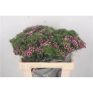 Di Barb Breanthus Rio