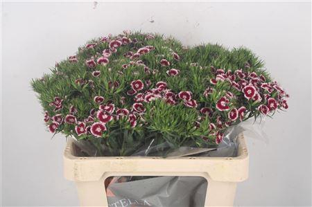 Di Barb Breanthus Rio