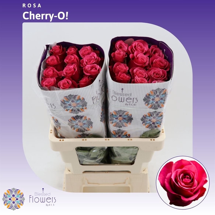 <h4>Rosa Gr Cherry-o!</h4>