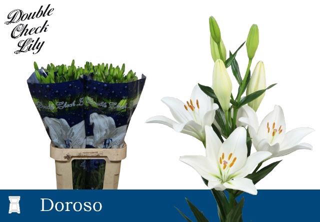 <h4>Li La Doroso</h4>