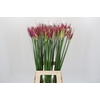 Nerine Katjana