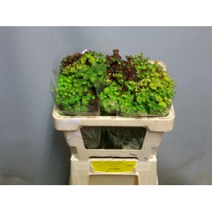 EUPH PURPUREA EUPH AM PURPUREA