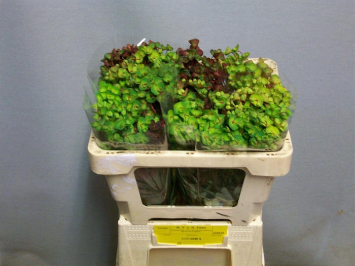 <h4>EUPH PURPUREA EUPH AM PURPUREA</h4>