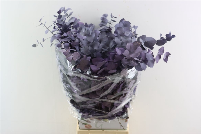 <h4>Pres Euca Stuartiana Milka Bunch</h4>