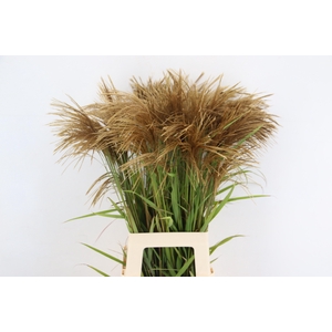 GRAS MISCANTHUS GOLD