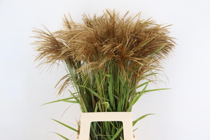 <h4>GRAS MISCANTHUS GOLD</h4>