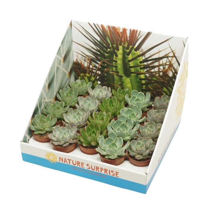 <h4>Echeveria gemengd showdoos</h4>