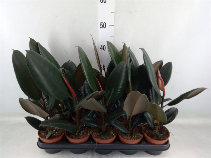 <h4>Ficus elastica 'Abidjan'</h4>