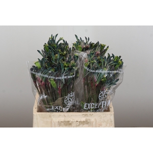 Anigozanthos Celebrations Firework