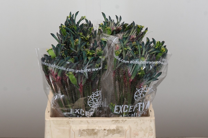 Anigozanthos Celebrations Firework