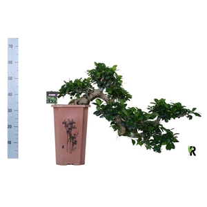 Ficus microcarpa 'Ginseng'