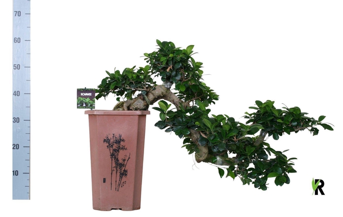 <h4>Ficus microcarpa 'Ginseng'</h4>