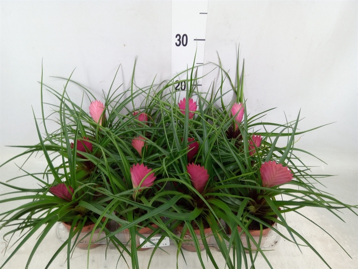 <h4>Tillandsia cyanea</h4>