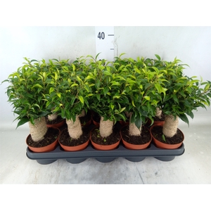 Ficus benja. 'Natasja'