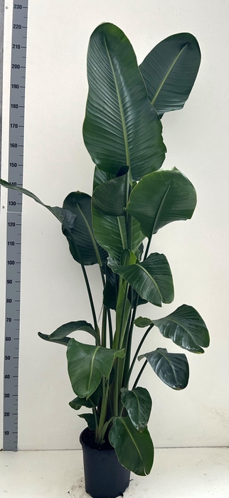 <h4>STRELITZIA NICOLAI</h4>