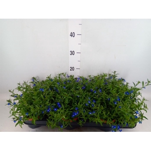 Lobelia erin. 'LagunTrail Dk Blue'