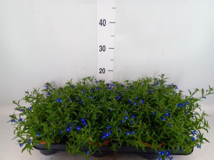 <h4>Lobelia erin. 'LagunTrail Dk Blue'</h4>