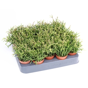 Rhipsalis clavata 'Easy Sweety'