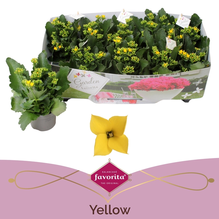 <h4>KAL EN SOLANA YELLOW</h4>