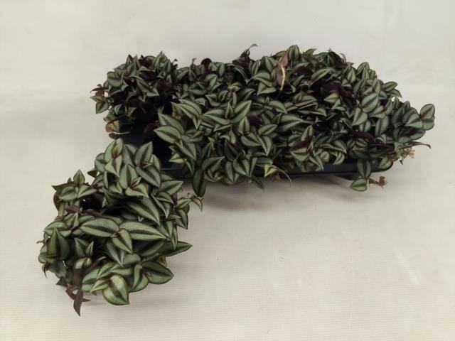 <h4>TRAD ZE PURPUSII</h4>