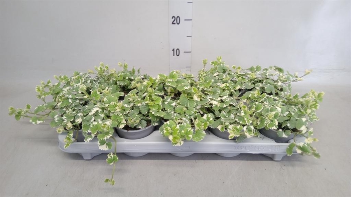 <h4>Glechoma hederacea</h4>