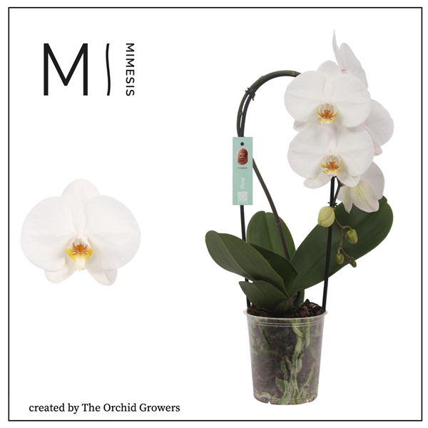 <h4>Mimesis Phal. Flow Tokyo - 1 spike 12cm</h4>