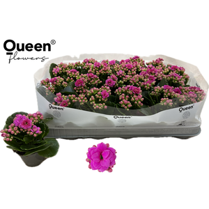 KALAN CALAN QUEEN PURPLE P6