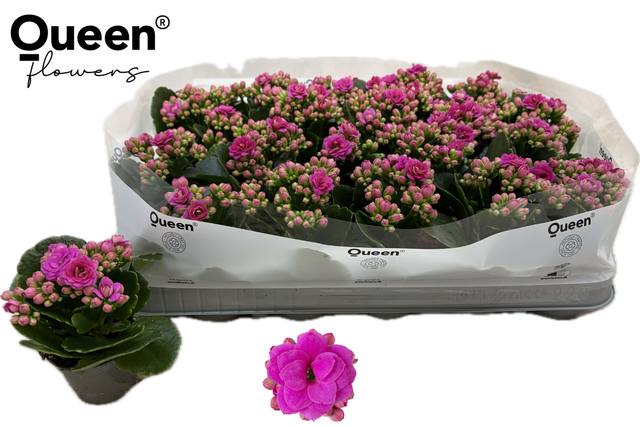 <h4>KALAN CALAN QUEEN PURPLE P6</h4>