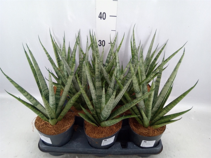 Sansevieria cyl.  ...